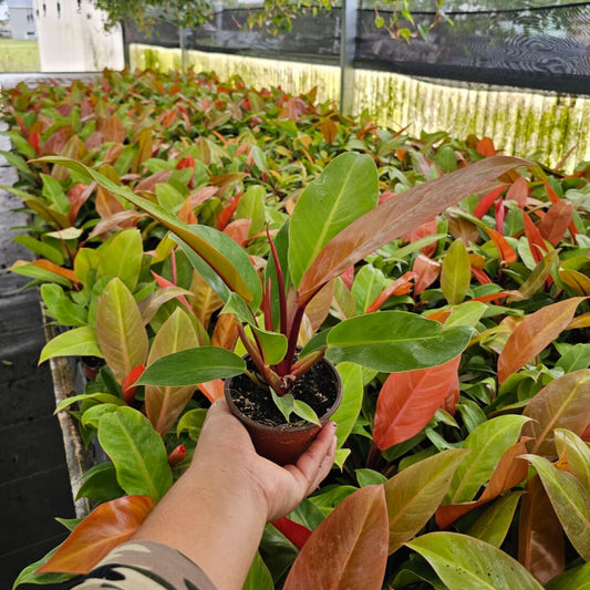 4" Philodendron Prince of Orange