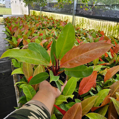 4" Philodendron Prince of Orange