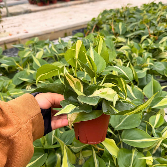 4"  Philodendron Rio