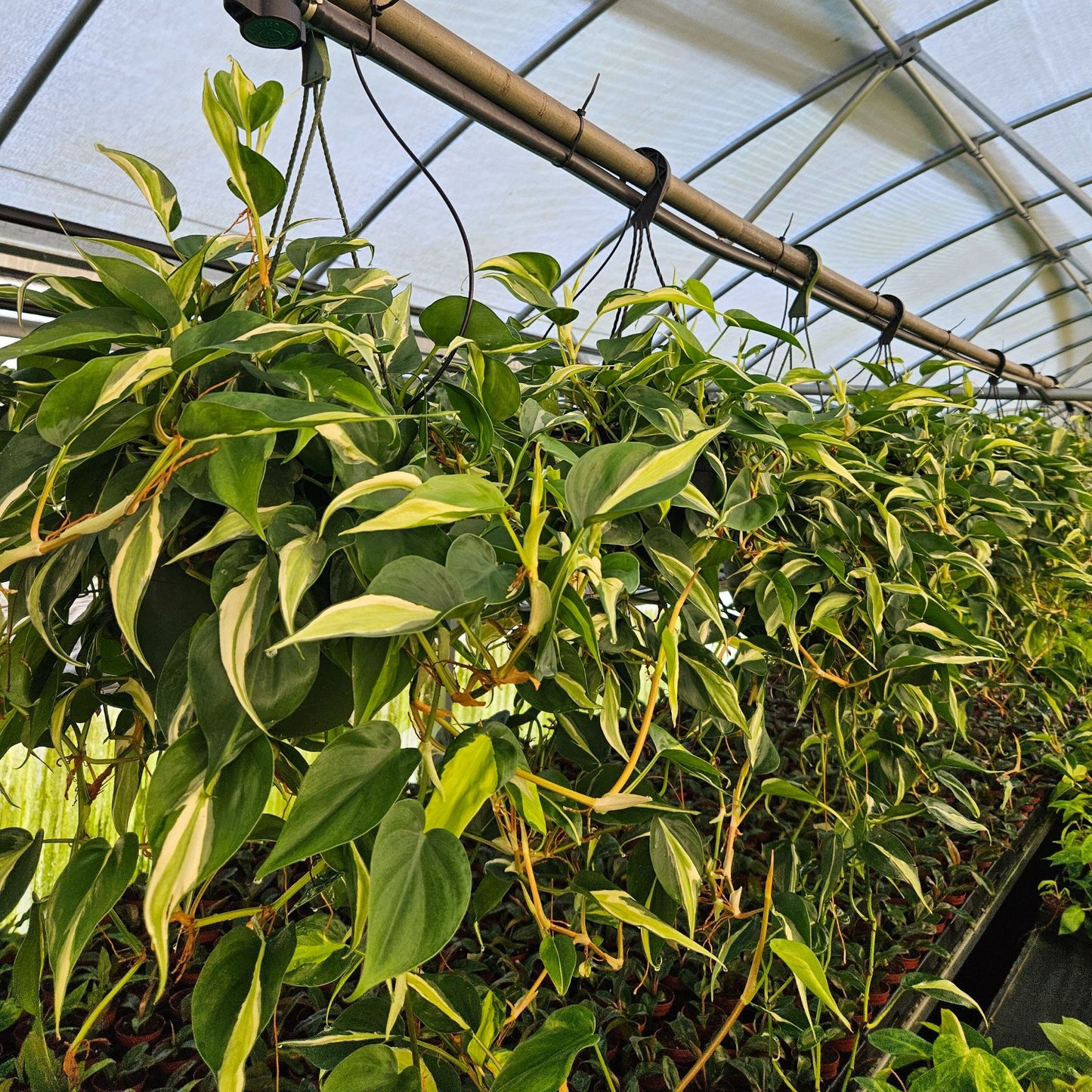 philodendron rio silver stripe 8" Philodendron Silver Stripe HB – Biostok Foliage