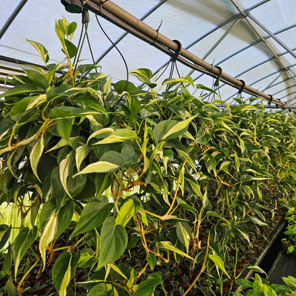 8" Philodendron Rio HB