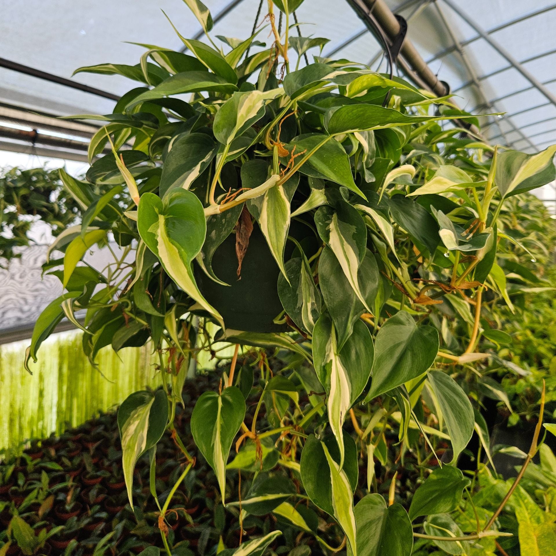 monrovia philodendron 8" Philodendron Silver Stripe HB – Biostok Foliage
