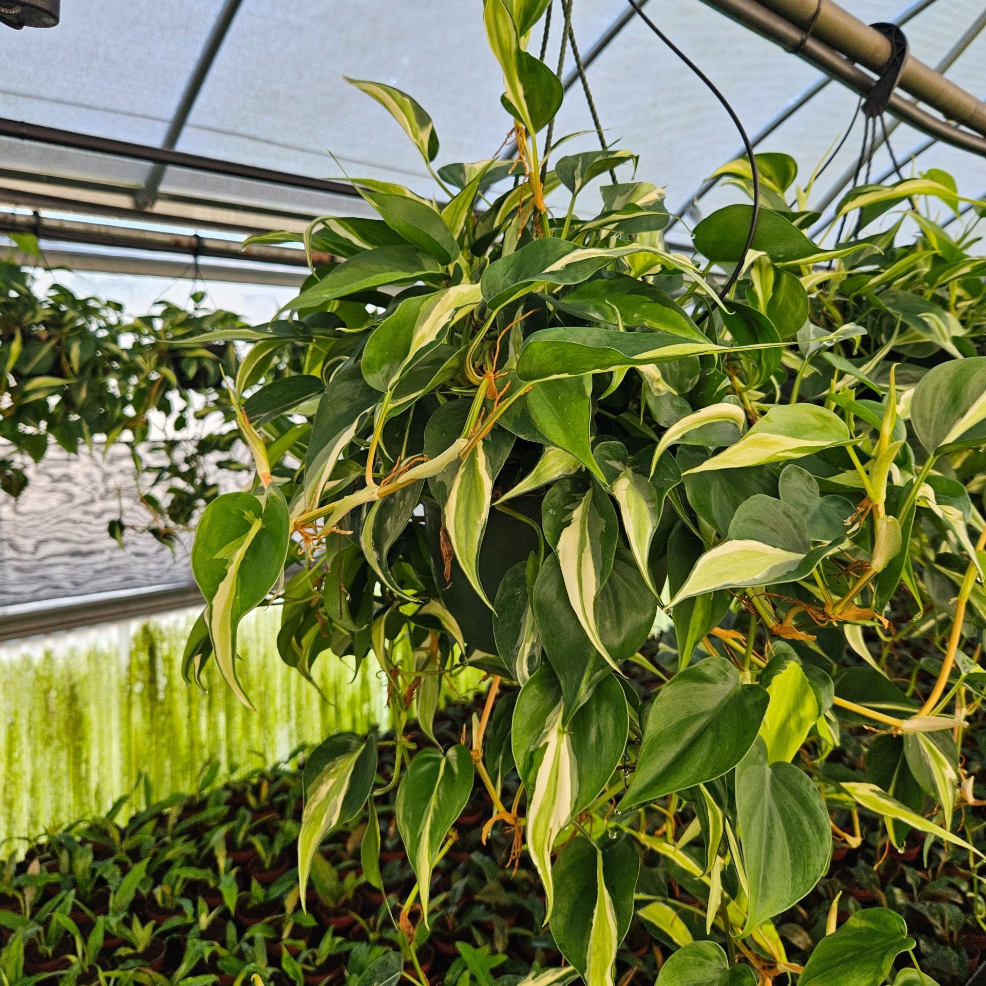 rio philodendron 8" Philodendron Silver Stripe HB – Biostok Foliage