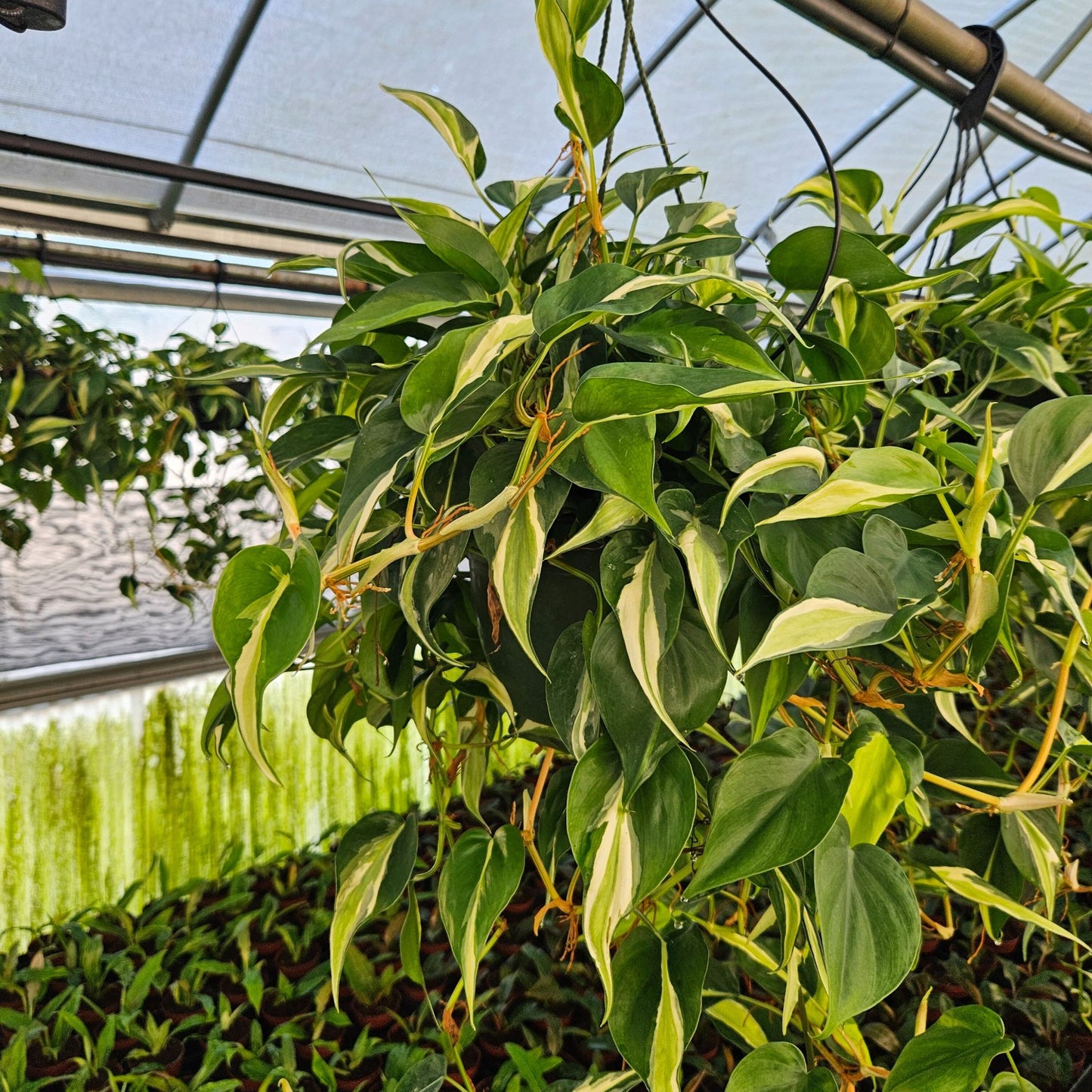 8" Philodendron Rio HB