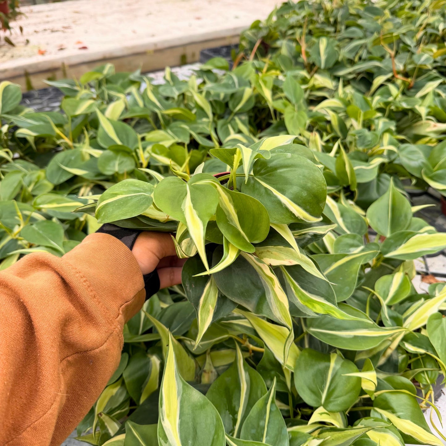 4"  Philodendron Rio