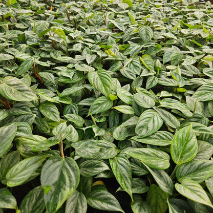 4" Philodendron Sodiroi