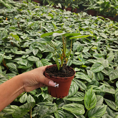 4" Philodendron Sodiroi