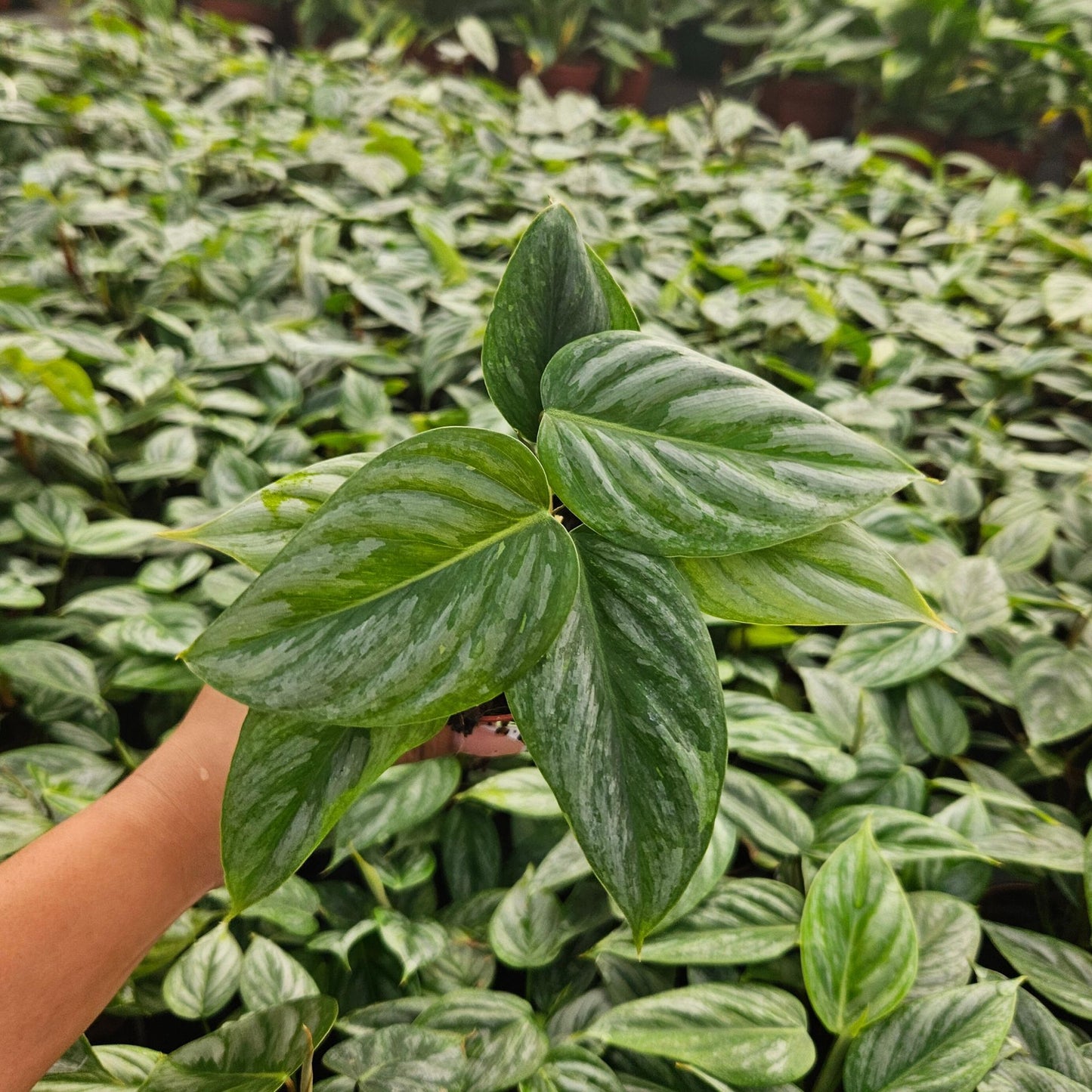 4" Philodendron Sodiroi