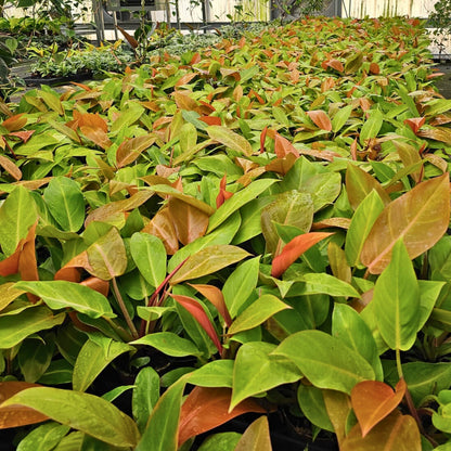 4" Philodendron Tangerine