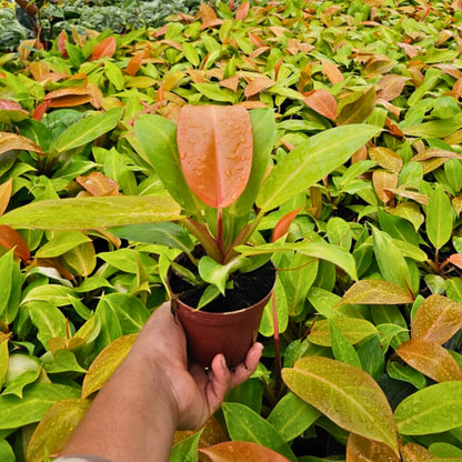4" Philodendron Tangerine