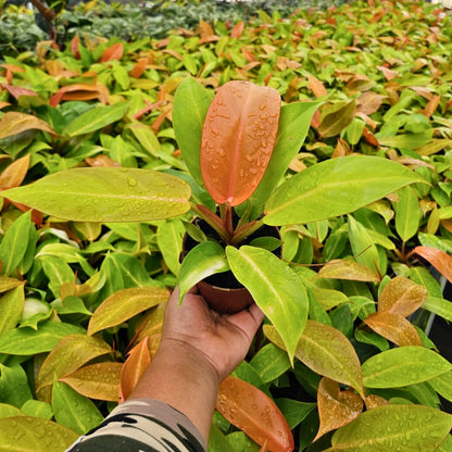 4" Philodendron Tangerine
