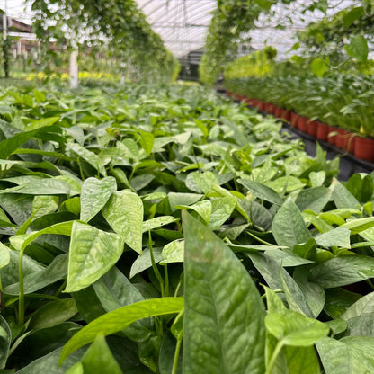 4” Pothos Cebu Blue