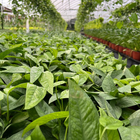 4” Pothos Cebu Blue