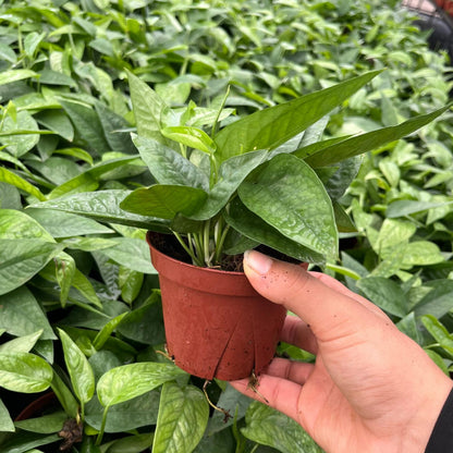 4” Pothos Cebu Blue