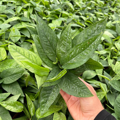 4” Pothos Cebu Blue