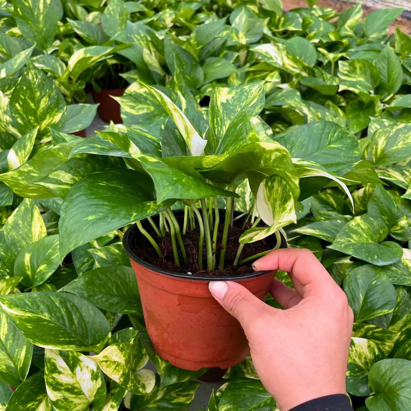 6” Pothos Golden