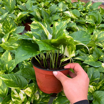 6” Pothos Golden
