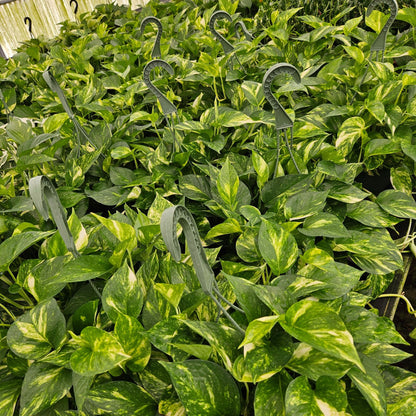 potho hb plant 8” Pothos Golden H.B – Biostok Foliage