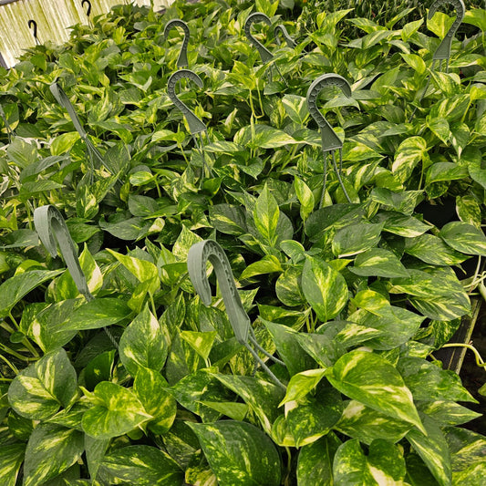 8” Pothos Golden H.B