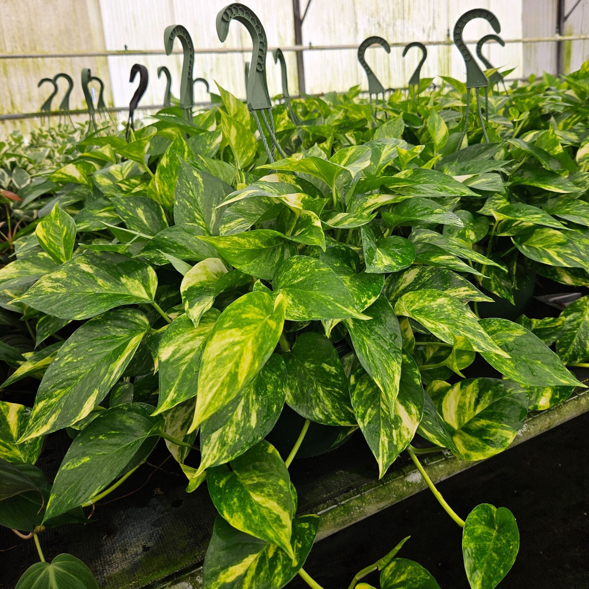 pothos golden hb 8” Pothos Golden H.B – Biostok Foliage