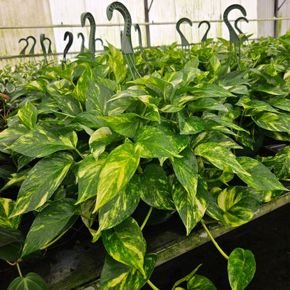 8” Pothos Golden H.B