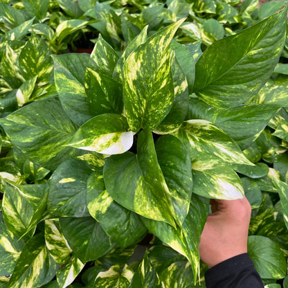 6” Pothos Golden