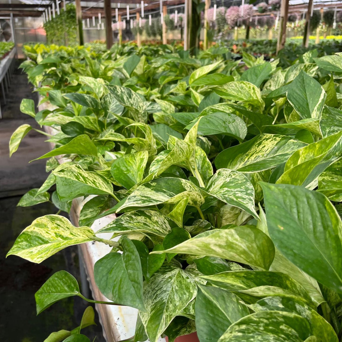 6” Pothos Marble Queen