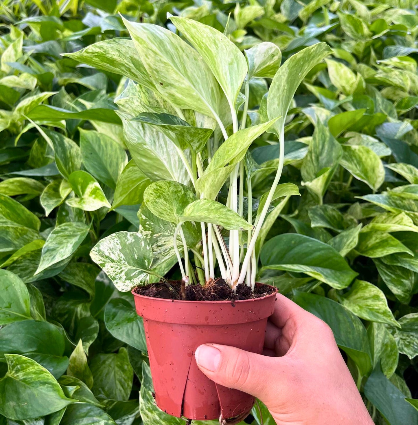 4” Pothos Marble Queen