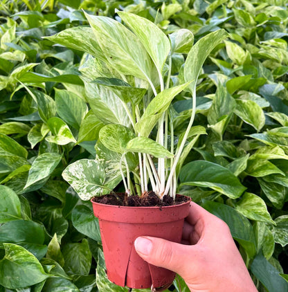 4” Pothos Marble Queen