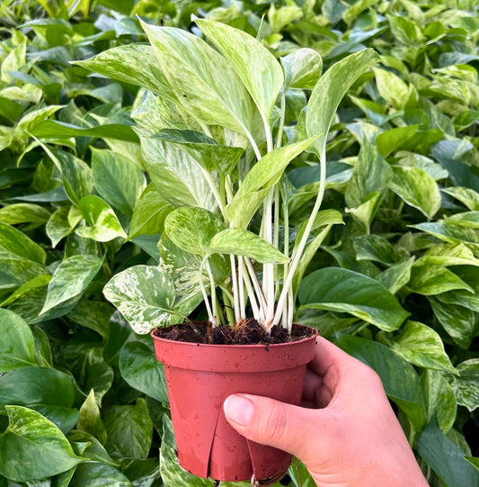 4” Pothos Marble Queen
