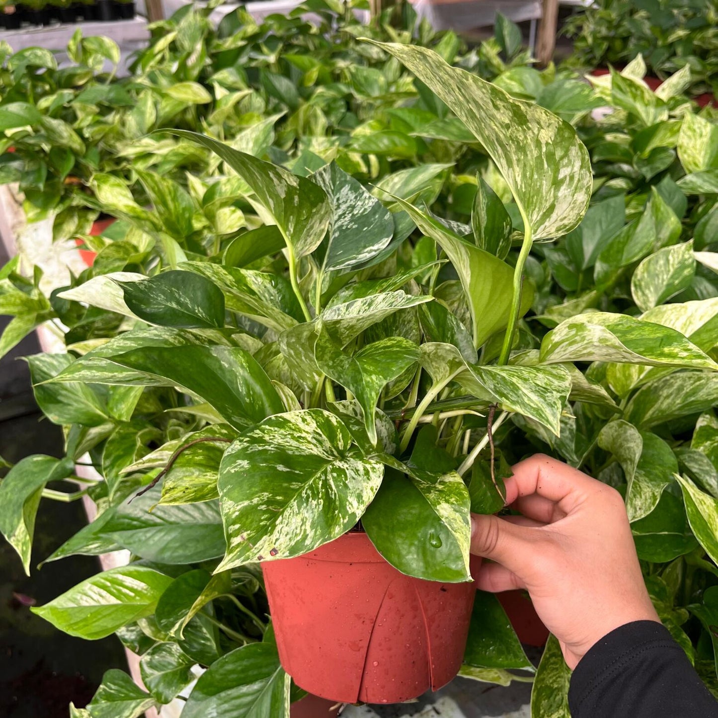 6” Pothos Marble Queen
