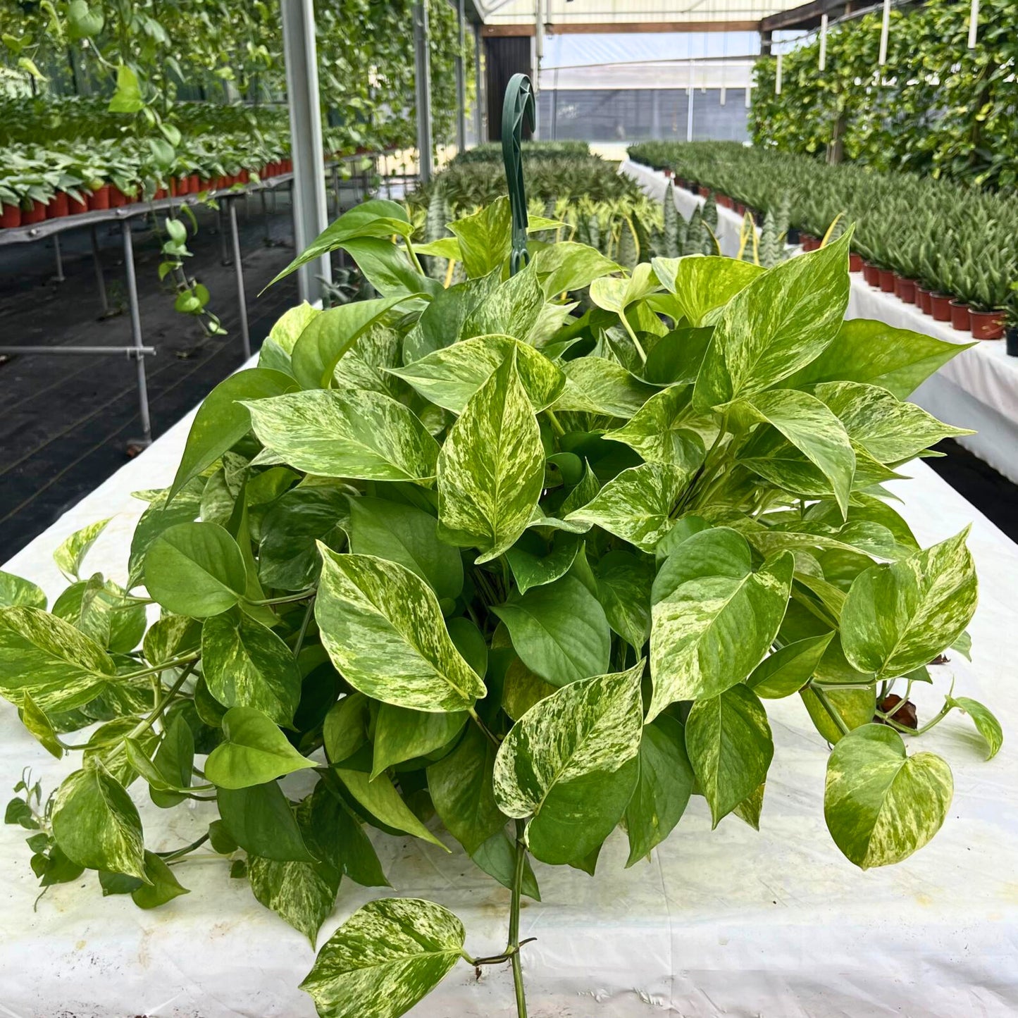 8” Pothos Marble Queen H.B