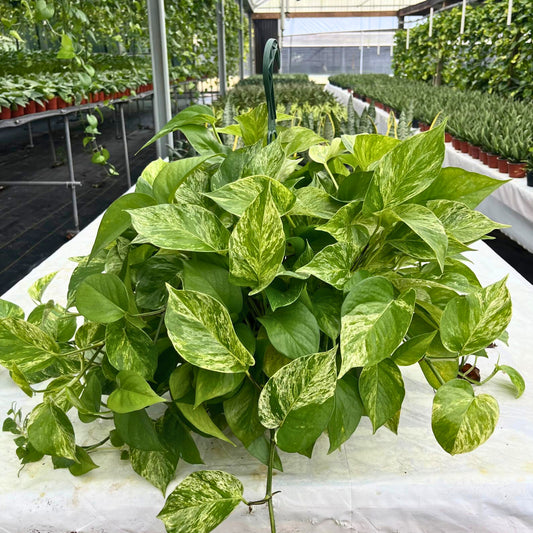 8” Pothos Marble Queen H.B