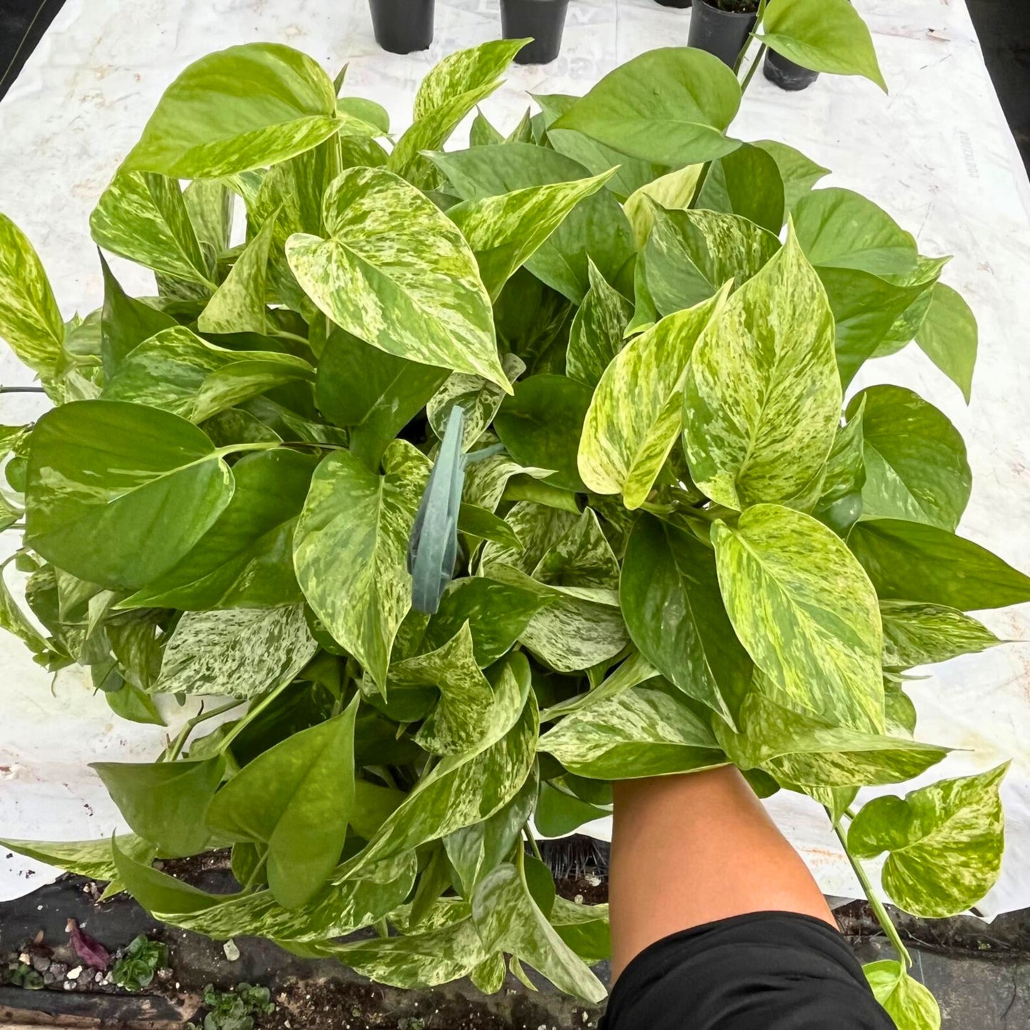 8” Pothos Marble Queen H.B