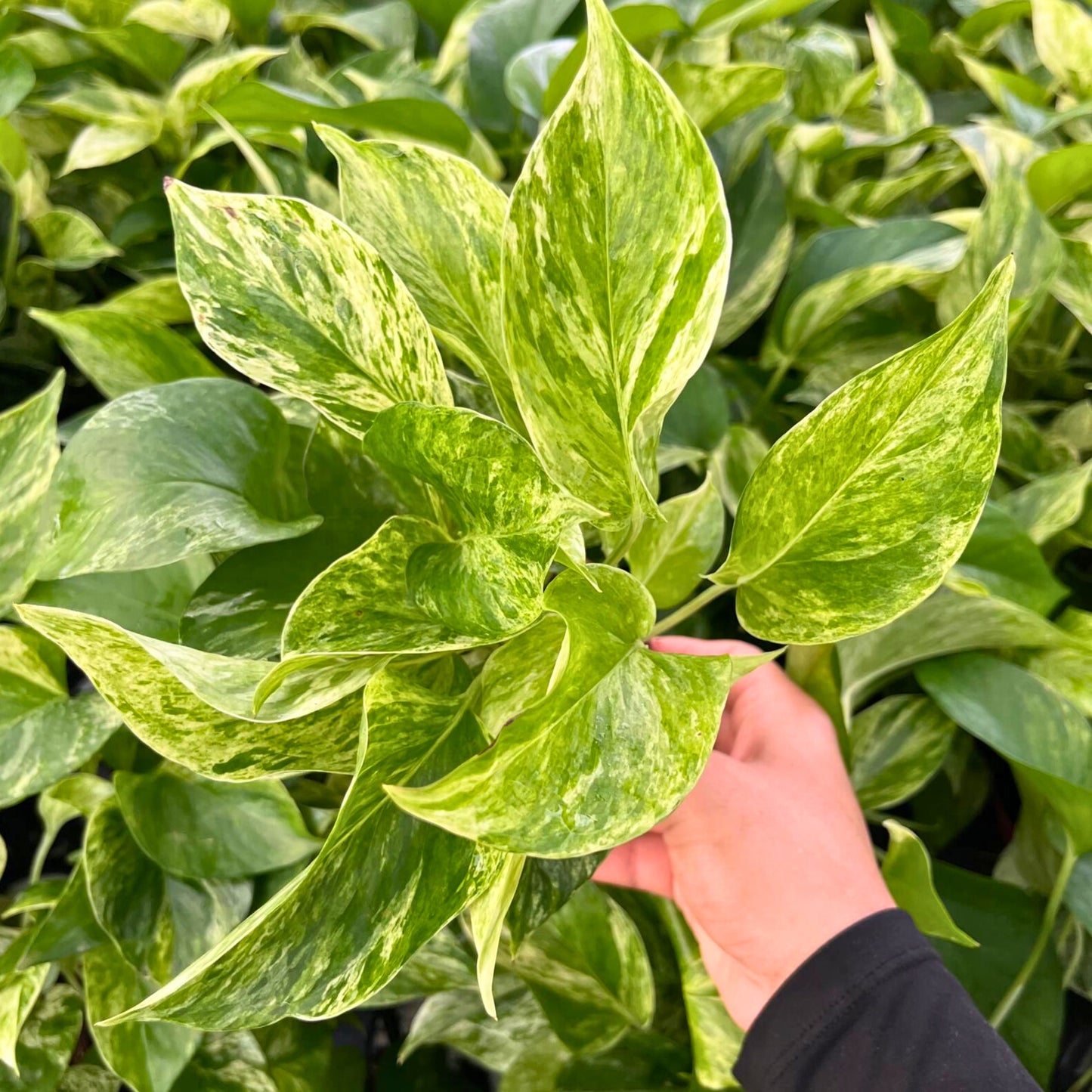 4” Pothos Marble Queen