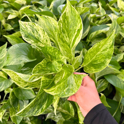 4” Pothos Marble Queen