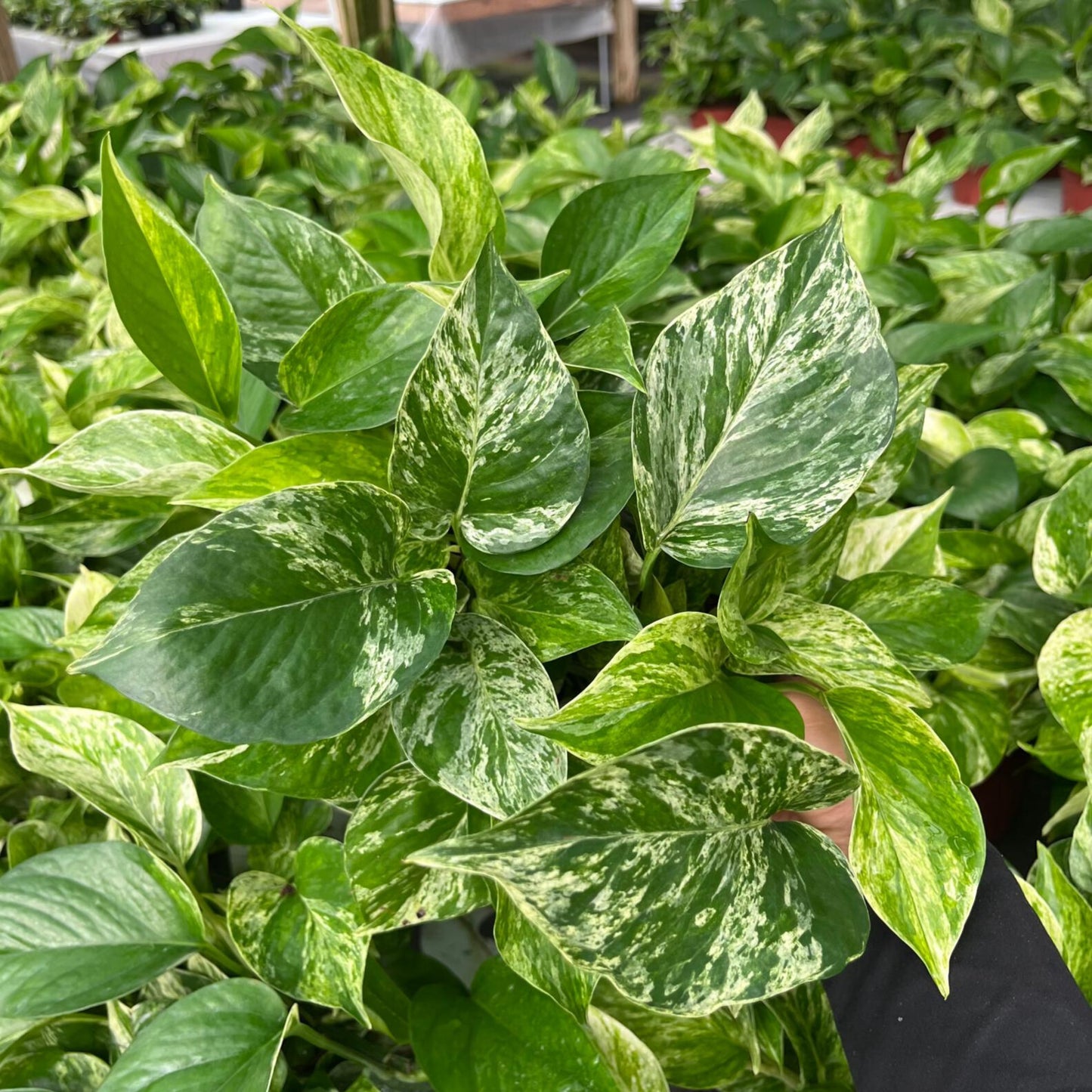 6” Pothos Marble Queen