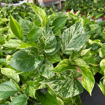 6” Pothos Marble Queen