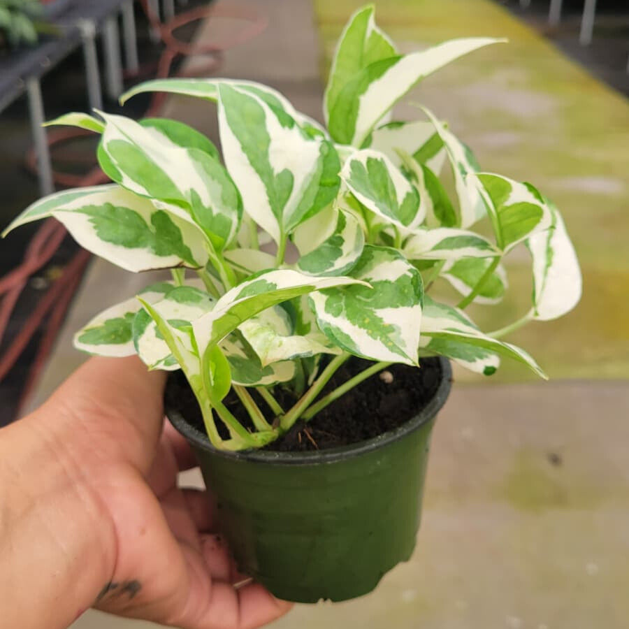 4” Pothos N Joy