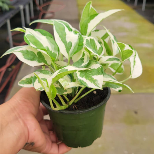4” Pothos N Joy