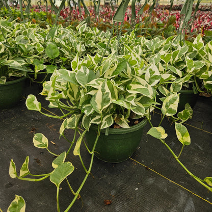 8” Pothos N Joy H.B