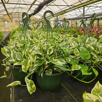 8” Pothos N Joy H.B