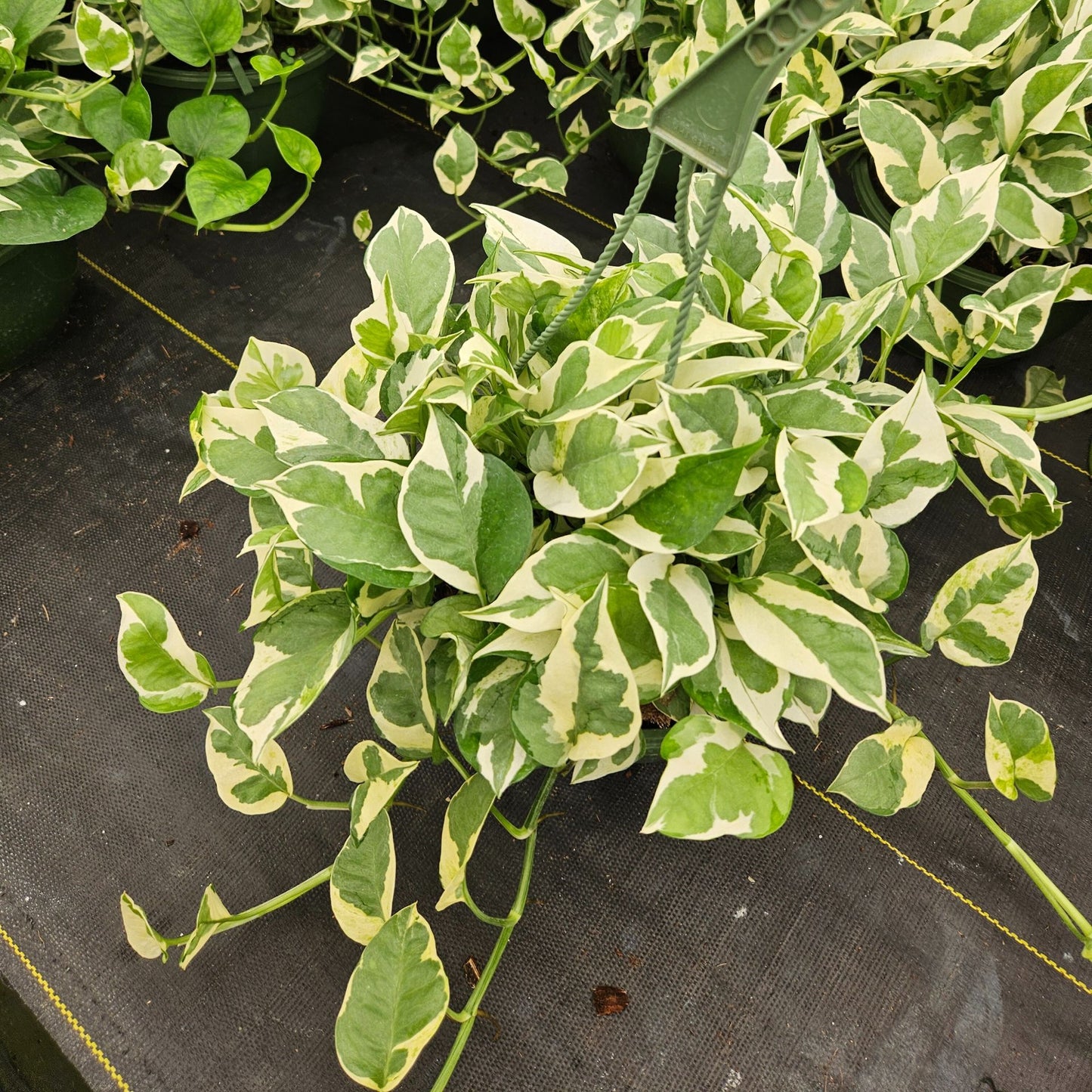 8” Pothos N Joy H.B