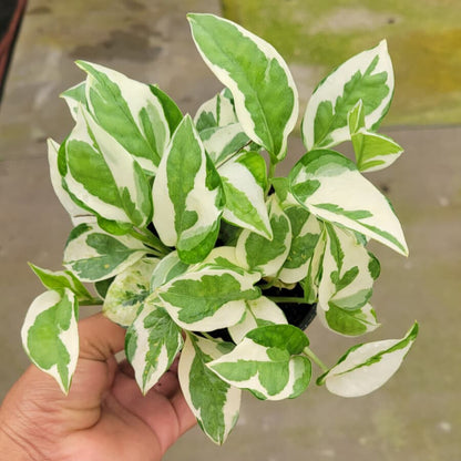 4” Pothos N Joy