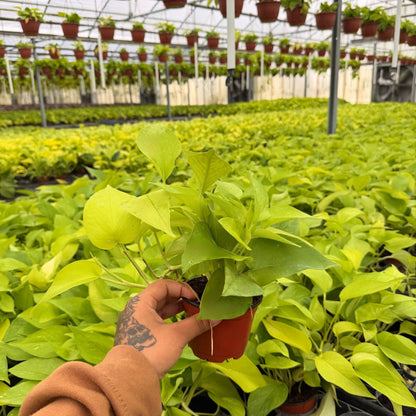 4” Pothos Neon