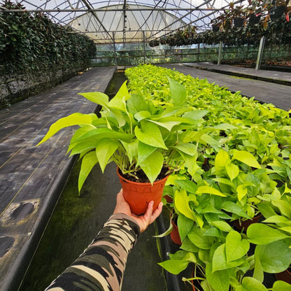 6” Pothos Neon