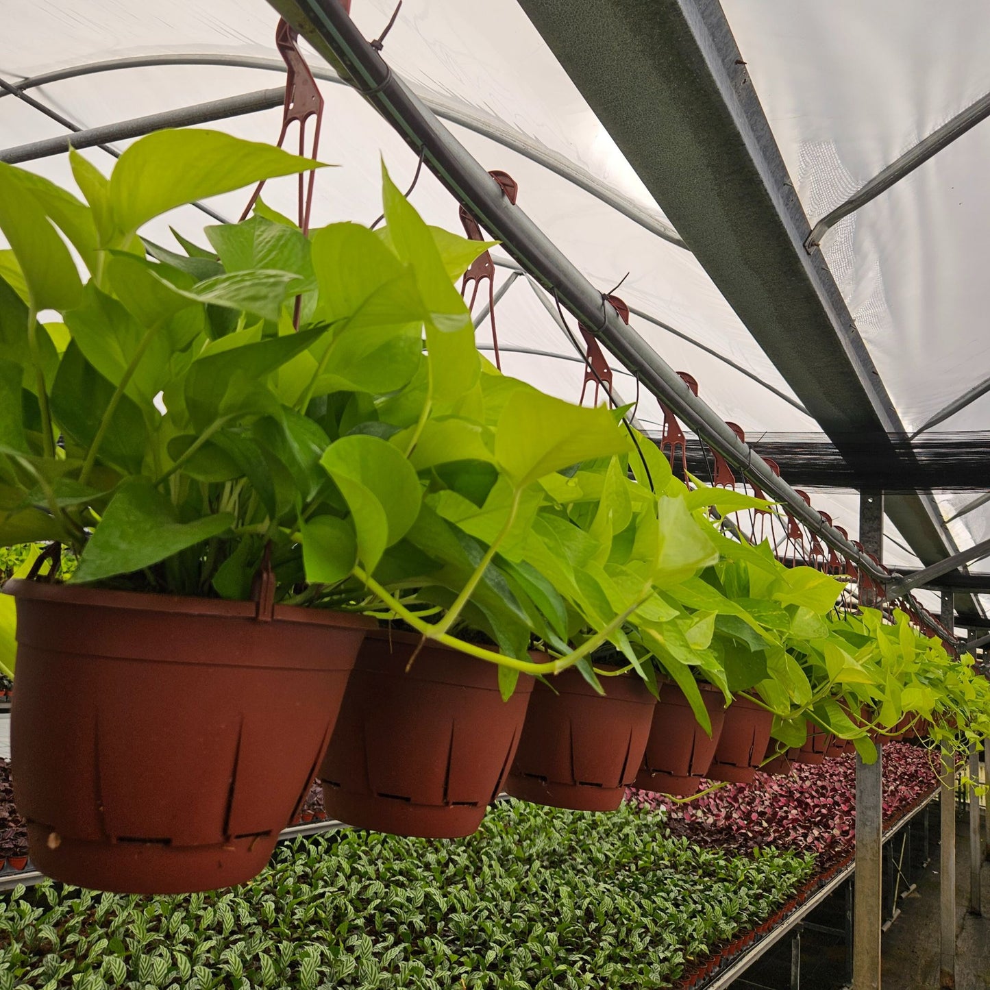 8” Pothos Neon H.B