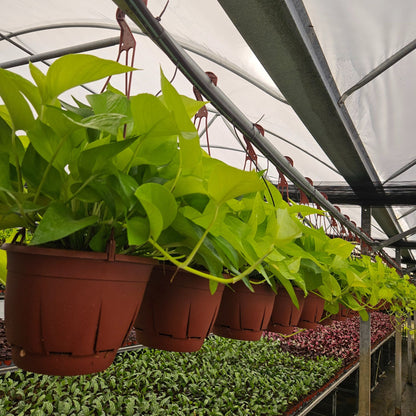 8” Pothos Neon H.B