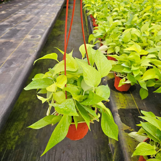 6” Pothos Neon H.B