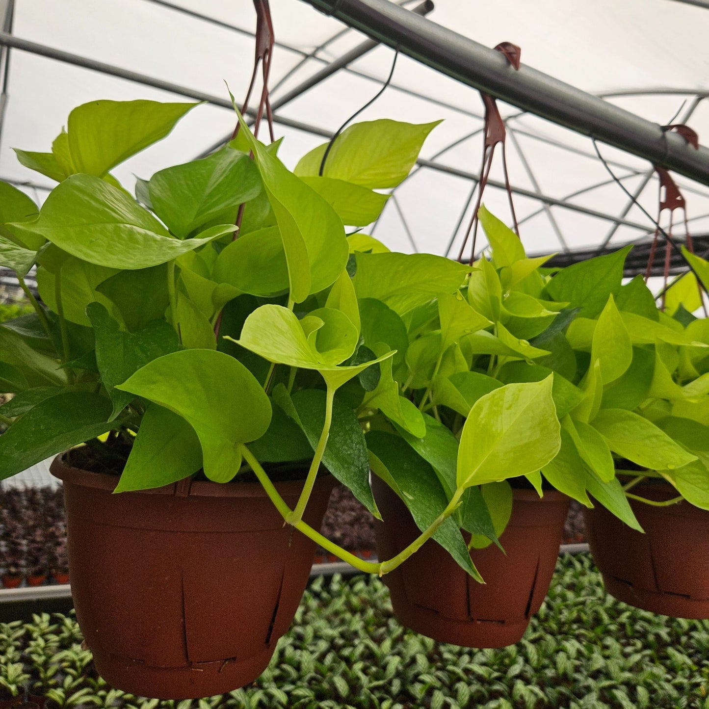 8” Pothos Neon H.B